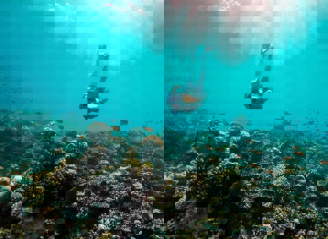 Snorkeling