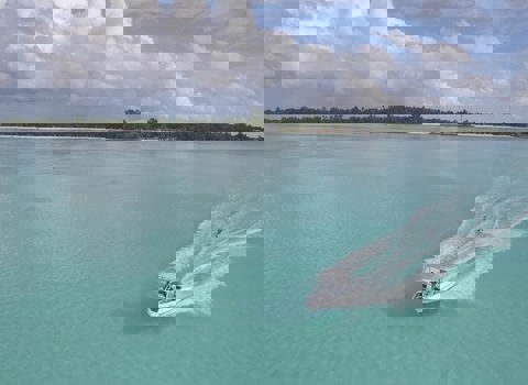 Waterskiing or Wakeboarding
