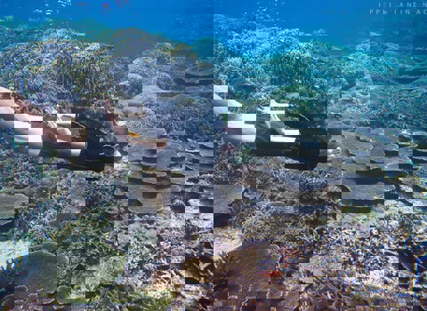 Snorkeling