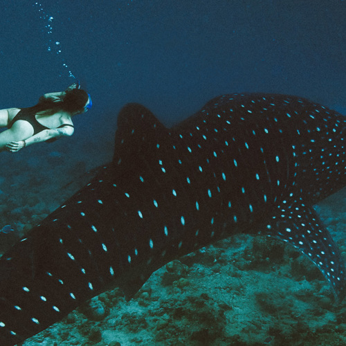 Le requin-baleine avec notre biologiste marin
