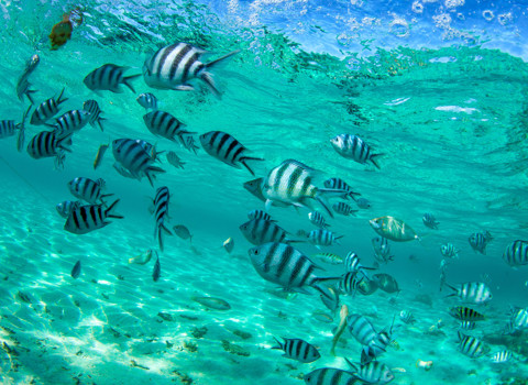 Sea the Fun: Water Sports & Glass Bottom Discoveries