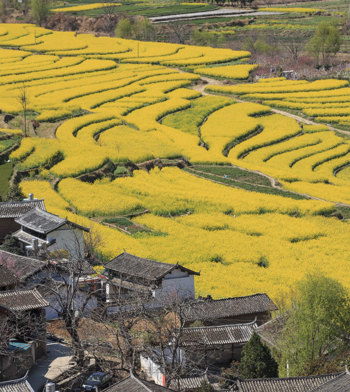 spring-in-peach-valley