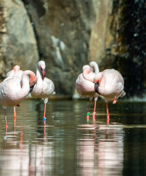 Care & Conservation
