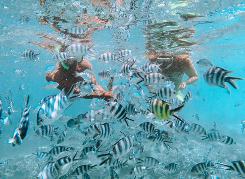 Snorkel